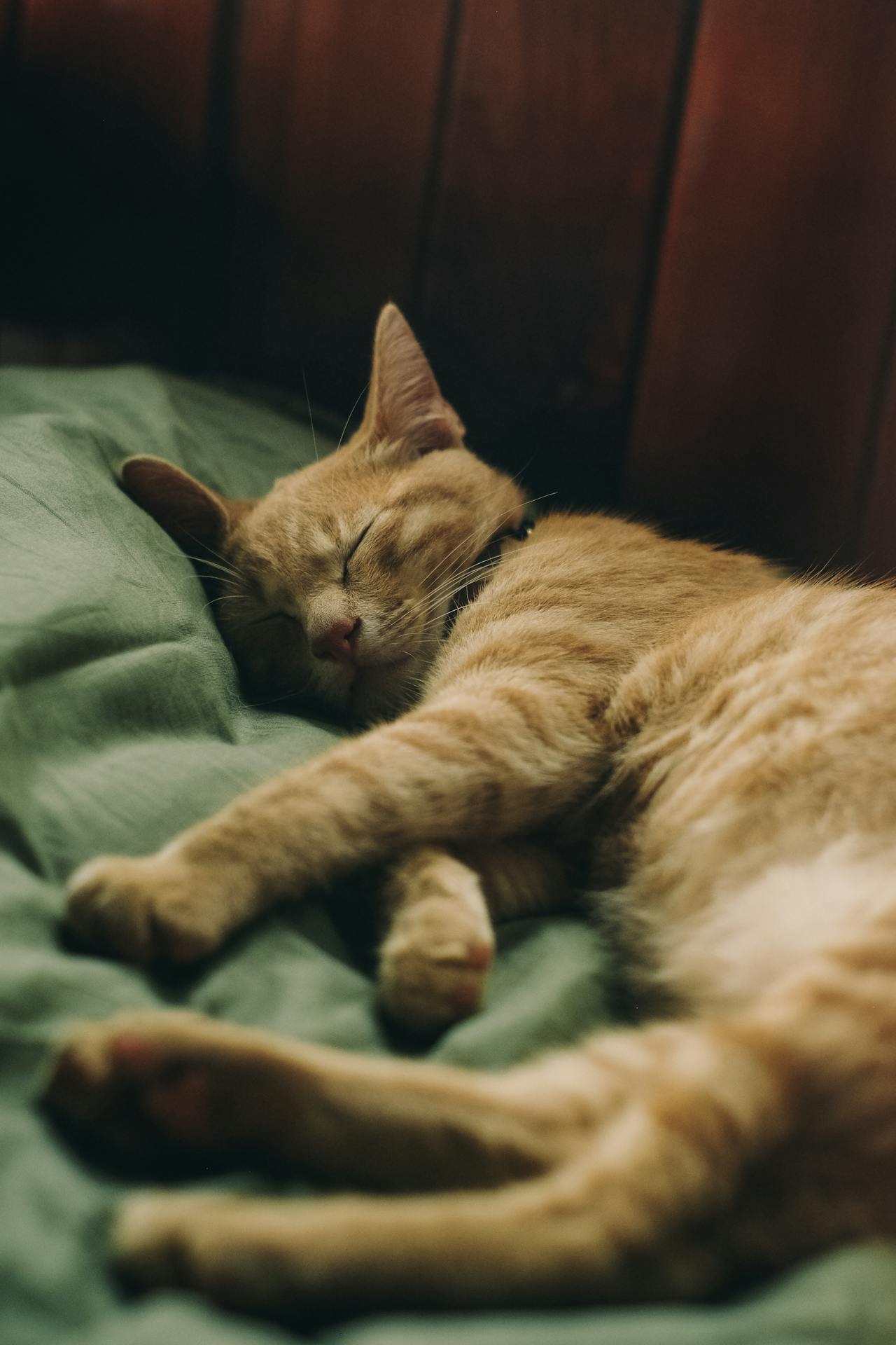 Votre chat dort-il trop ? Ce que r&eacute;v&egrave;lent ses habitudes de sommeil sur sa sant&eacute;