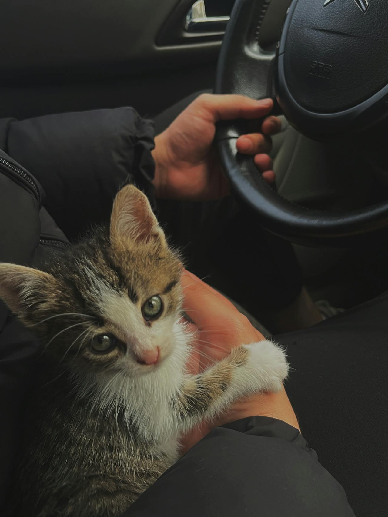 Voyager avec son chat sans stress : astuces pratiques et donn&eacute;es scientifiques r&eacute;centes