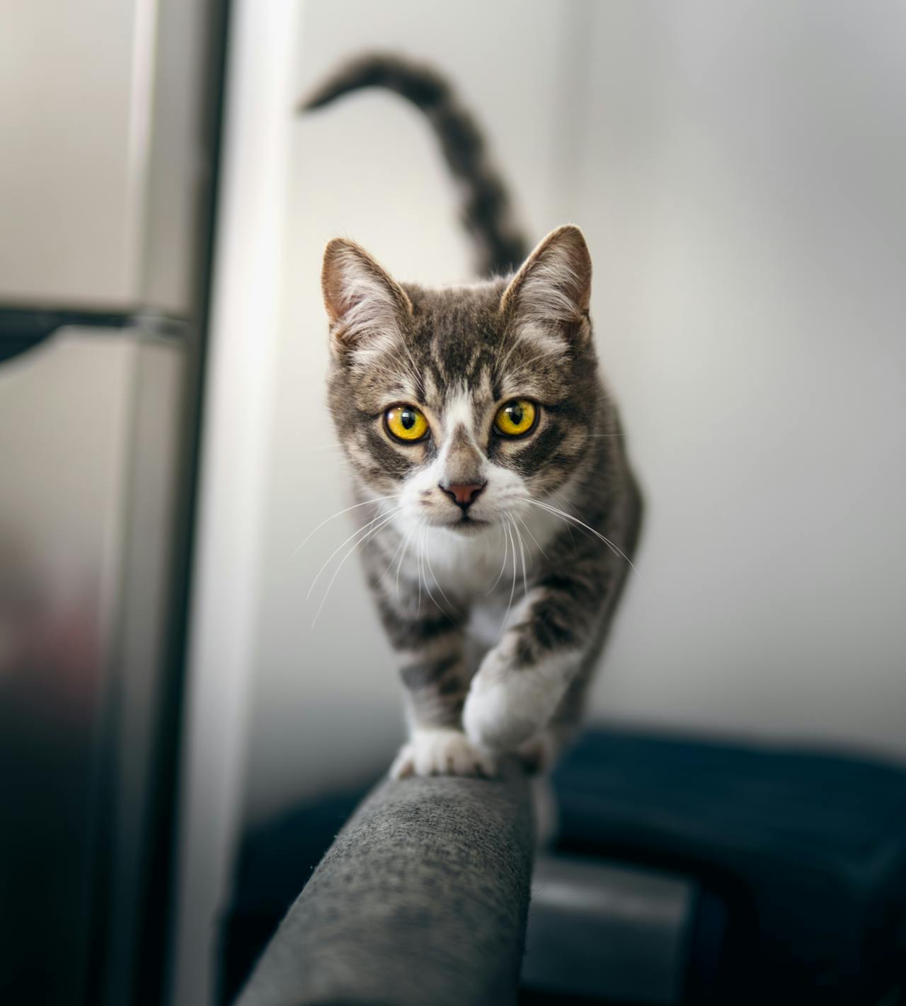 S&eacute;curit&eacute; & pr&eacute;vention pour votre chat : 4 risques r&eacute;els &agrave; anticiper