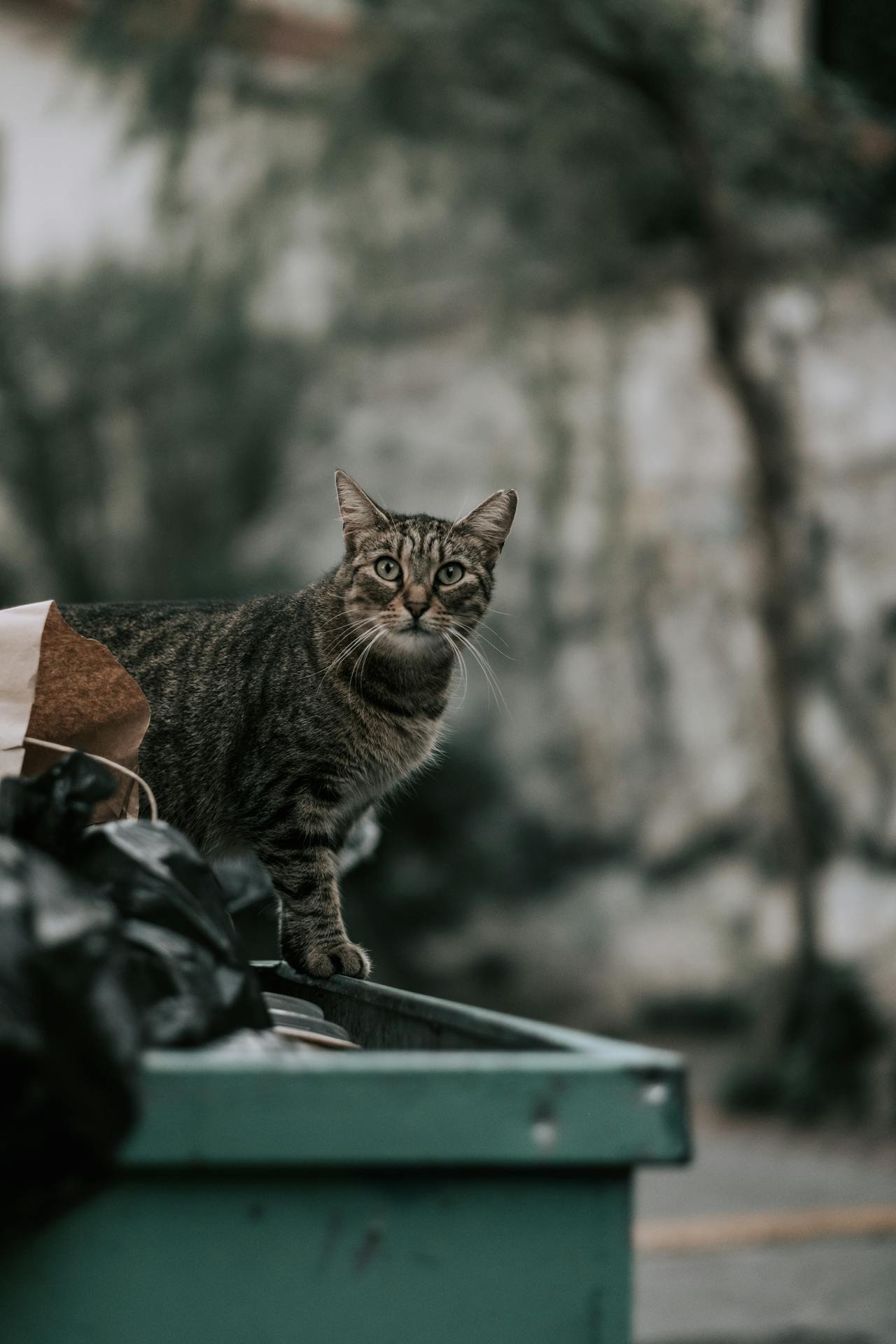 Chat perdu : comment maximiser ses chances de le retrouver rapidement