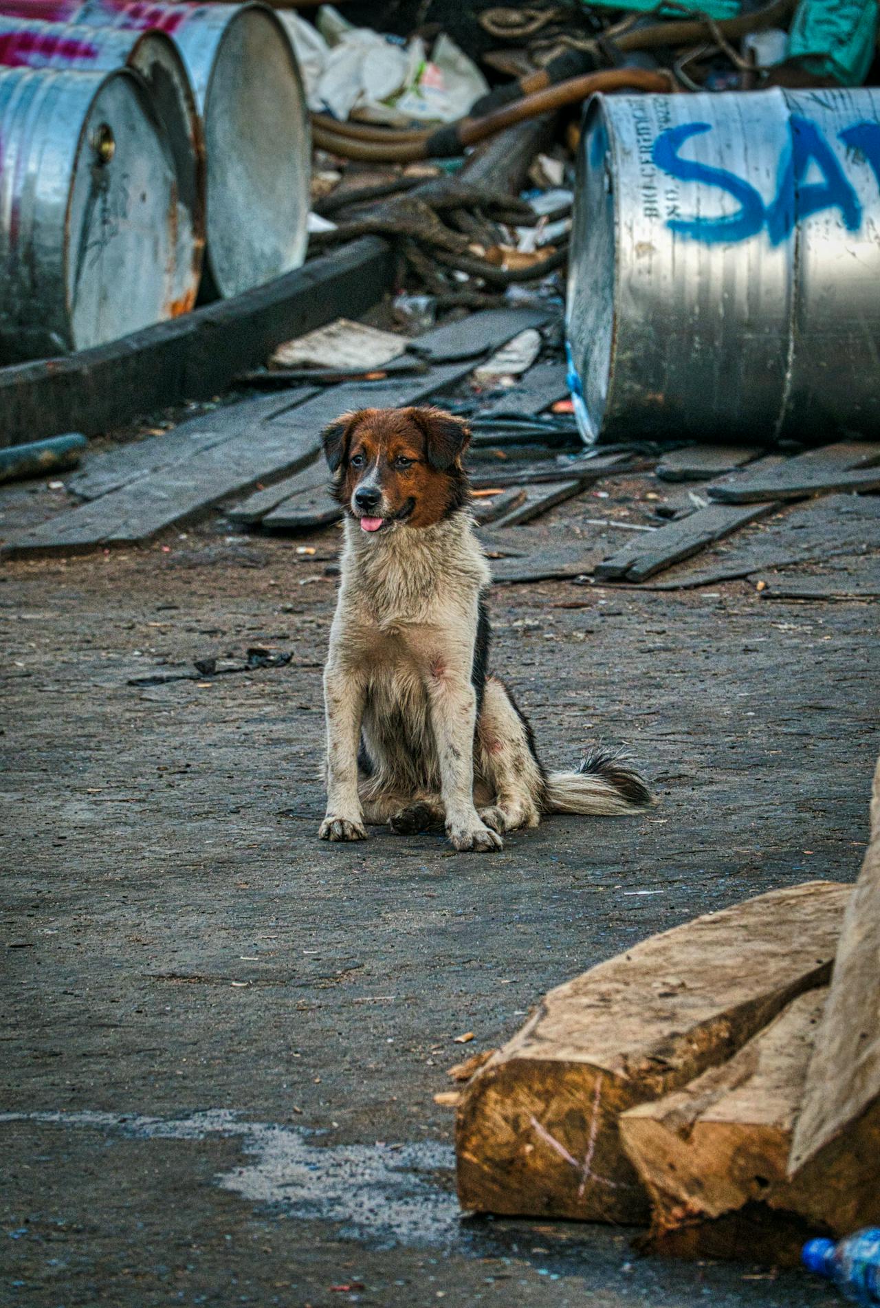Chien perdu : comment augmenter r&eacute;ellement ses chances de le retrouver