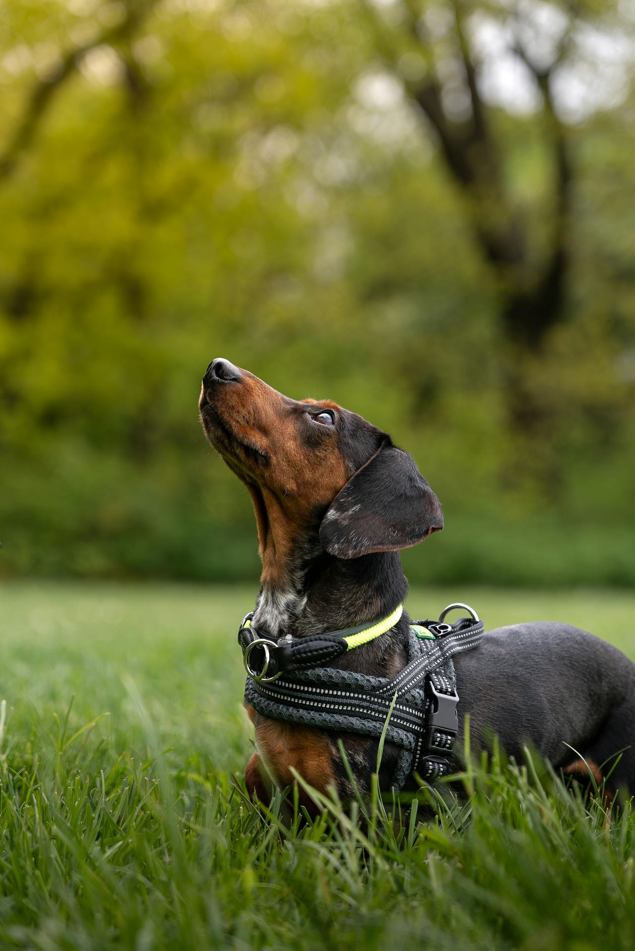 Objets indispensables pour animaux : ce que dit la science pour le bien‑&ecirc;tre de votre compagnon