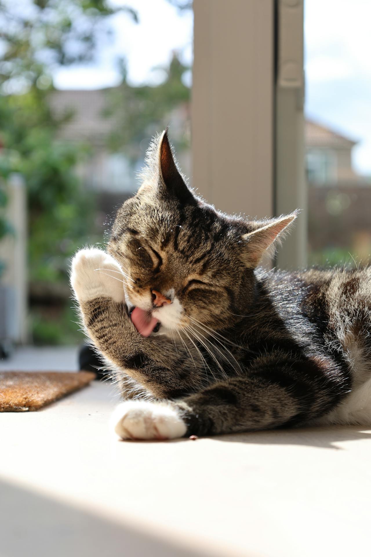 Poils d’animaux et nettoyage naturel : comment garder une maison propre sans produits nocifs