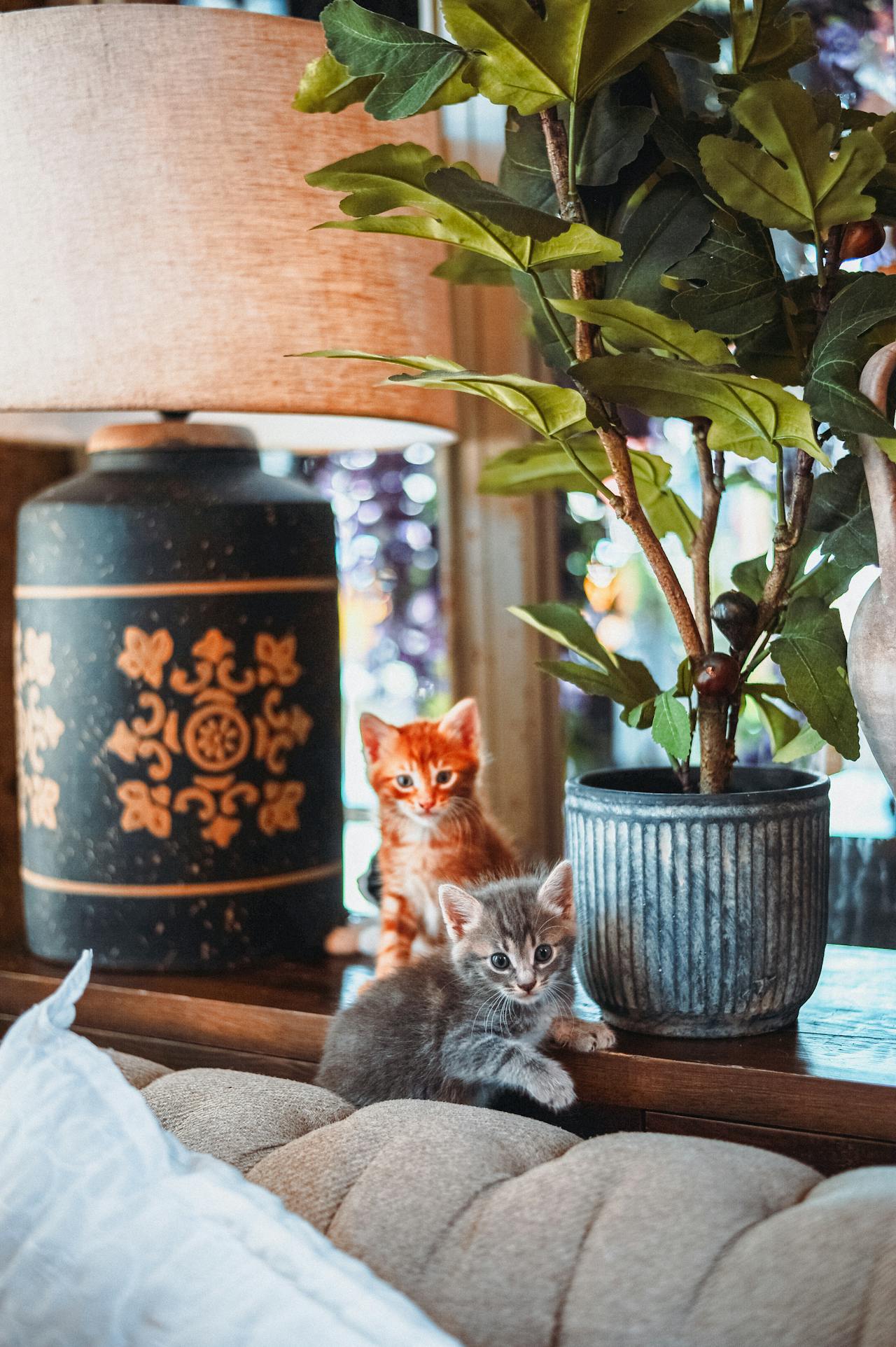 Comment Bien Préparer l’Arrivée d’un Animal à la Maison pour une Transition Réussie